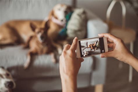 They've spent decades fighting animal cruelty and striving to promote a better life for animals and people alike. Pet-Friendly Valentine's Day