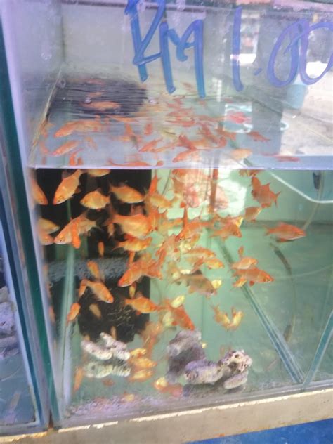 Yang termasuk dalam jenis ikan live breare atau melahirkan. Wanz Ramli Blog: Ikan Hiasan : Kedai Ikan Pasar Pudu Feb 2018