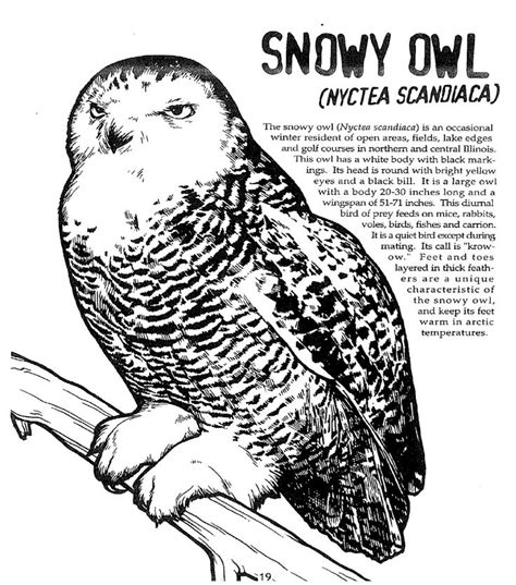 They have immense healing potential! Arctic Snowy Owl Coloring Pages Coloring Pages