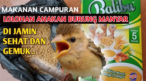 Pembayaran mudah, pengiriman cepat & bisa cicil 0%. MAKANAN CAMPURAN BUAT LOLOHAN ANAKAN BURUNG MANYAR..DI ...