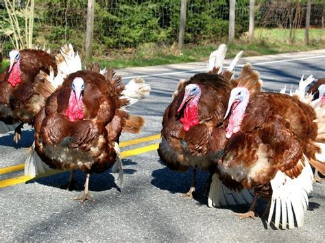 Knowledge room aka the silver room of the how do you walk down soloman street? turkey escape | Why did the turkeys cross the road? To ...