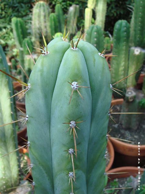 The sand it grows on needs to be. How to recognize a huanucoensis - Cactus & Succulent ...