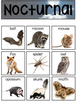 Nocturnal animals are those animals that come out only at night and spend most of the daytime resting or sleeping. Nocturnal Animals - Science for Little Learners (preschool ...