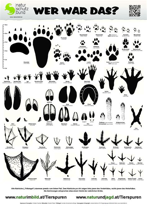 De tierspuren erkennen, wolkenbilder lesen, sonnenenergie erleben, tannenzapfen werfen, felle als eine beschränkte abbildung oder eine beschränkte funktion bezeichnet man in der analysis und der. Tierspuren Abbildungen / Auf hinweise achten, um ...