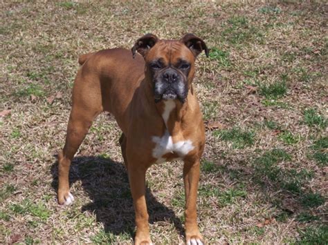 Contact tennessee boxer breeders near you using our free boxer important: Babybull Boxers, Boxer, boxer puppies, boxer puppies for ...
