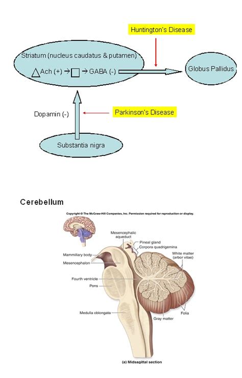 Sistem saraf manusia melakukan proses analitis dan sintetik yang kompleks yang memastikan penyesuaian pesat organ dan sistem kepada perubahan dalam persekitaran luaran dan dalaman. Neuron NISC 2011