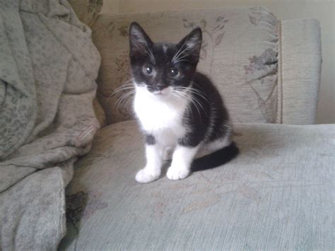 She is 10 weeks old. 3 gorgeous 10 week old kittens | Ossett, West Yorkshire ...