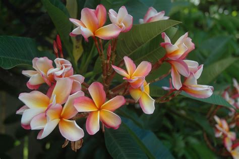 Limited time sale easy return. Hawaiian Flora | Popular flowers, Plumeria tree, Hawaiian ...