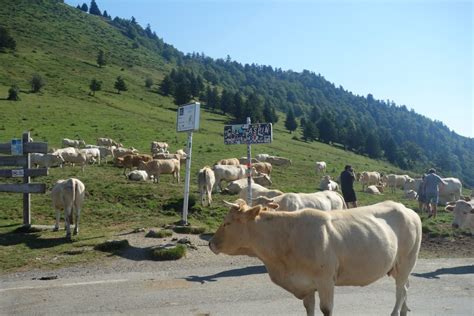 They require little maintenance and are more independent since they grew up on the streets. Col d'Aspin - Savoyageur