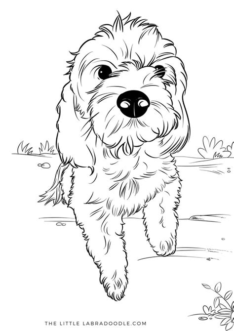 See more ideas about goldendoodle, mini goldendoodle, doodle dog. Doodle Lovers Adult Coloring Book. The Little Labradoodle ...