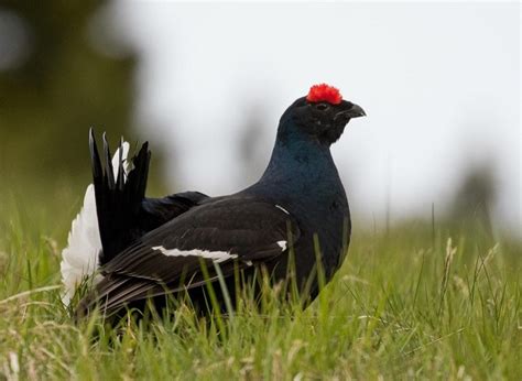 From wikipedia, the free encyclopedia. Fauna selvatica in Italia: Gallo forcello Lyrurus tetrix