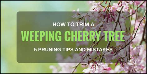 When to prune back peach trees. Weeping Cherry Tree Pruning | The Garden