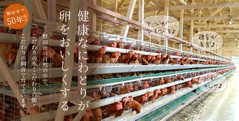 何羽の死体があるか数えてみて下さい。 一つの養鶏場だけでこれだけの数の鶏が死んでいます。 死体の状態をみてください。 足を持つと体が崩れてしまうほどボロボロの死体もあります。 死んでから相当日数放置されていたのでしょう。 これは2017年の日本の採卵養鶏場です。 高品質でおいしい養鶏場の卵を直販・卸売【のだのたまご ...