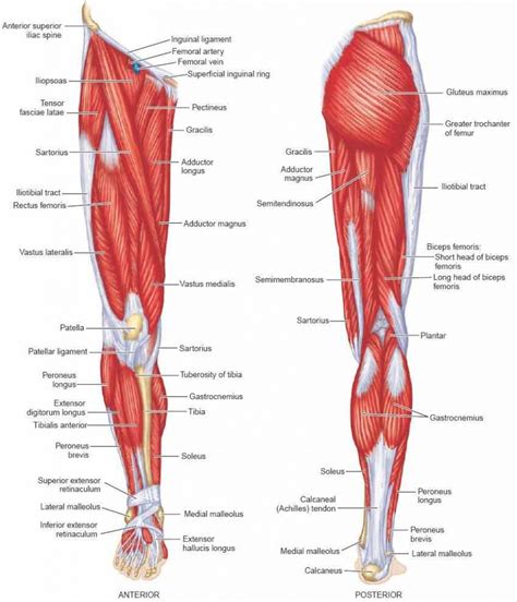 Posterior leg muscle anatomy diagram. Image result for anterior thigh muscles | Body muscle ...