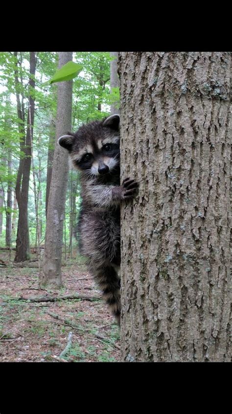 My roommate eats turkey bacon. This baby raccoon. http://ift.tt/2tA91my | Baby raccoon ...