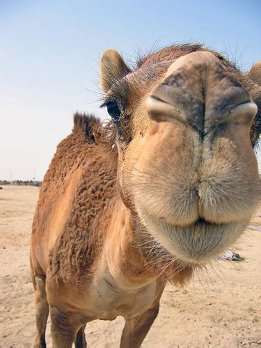 Get great deals on ebay! Camel closeup | On the approach to Qatar's camel racetrack ...