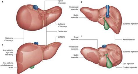 It's tilted slightly in the body's cavity, with the left portion above the stomach and the right portion above the first. Liver Relations Diagram - Anatomy Liver And Gallbladder ...