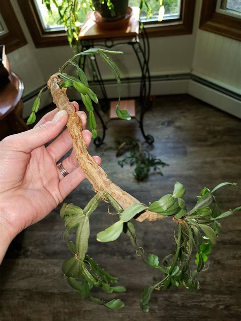 Your christmas cactus (or holiday cactus in general) may flower on it's own, depending on the conditions. Ask a Question forum→Old Christmas cactus falling apart ...