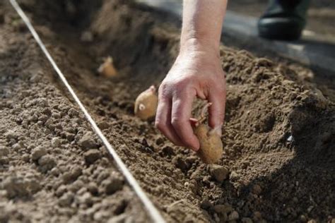 So spielen hier sorte sowie auch das jeweilige klimagebiet eine entscheidende rolle bei der idealen pflanzzeit von. Gemüsegarten anlegen und planen - Mein schöner Garten