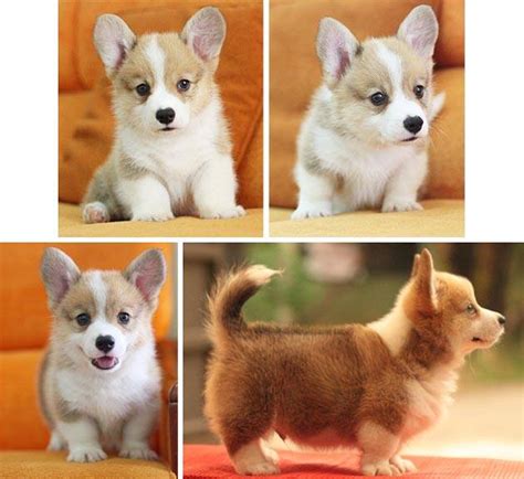 All puppies from recent litters have been homed. My Pembroke Welsh fluffy Corgi Puppy : corgi