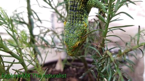 This species is considered to be moderately common and regularly recorded but it is declining. Abronia Aurita Cope's arboreal alligator lizard ...