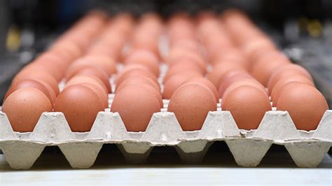 Salmonellosis is a disease caused by the bacteria salmonella. Salmonella outbreak linked to recalled eggs sickens dozens ...