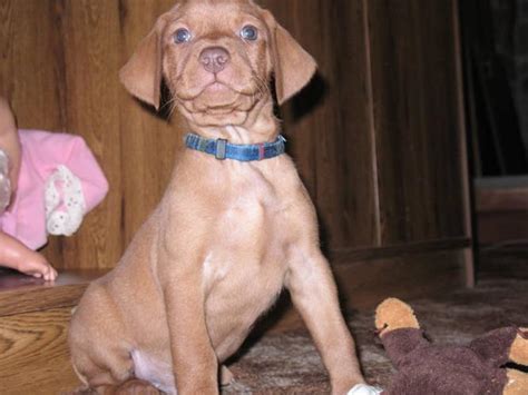 The vizsla is affectionate and intelligent. VIZSLA PUPPIES for sale in Stoney Creek, Ontario - Nice ...