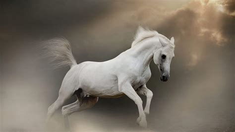 Good Names for White Horses: Mares, Stallions, and Geldings