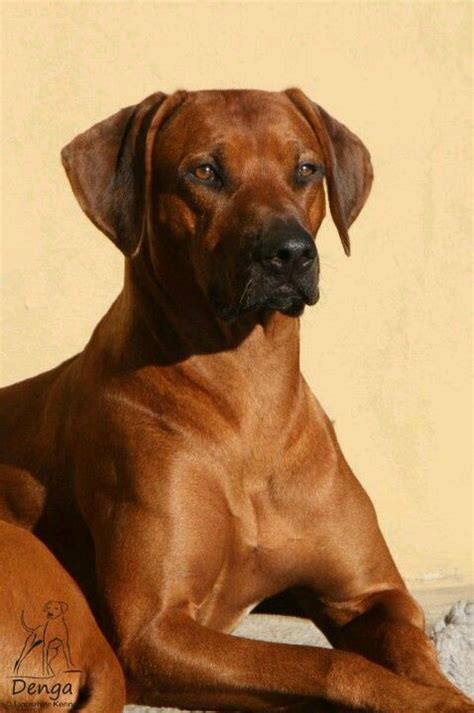 Pets offered by humane societies and shelters, owners and breeders locally in british columbia. Rhodesian Ridgeback Puppies For Sale Near Me