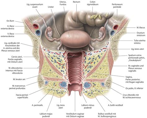 View 8 894 nsfw pictures and videos and enjoy vagina with the endless random gallery on scrolller.com. Uterus und Vagina (Anatomie) - eRef, Thieme