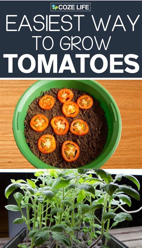 These simple steps in your tomato garden can can mean the difference between productive, healthy plants and a disappointing yield. How to grow tomatoes at home indoors using fresh tomato ...