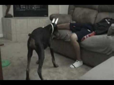But when i started watching twd, it changed my perspective. dog bites sleeping guy in nuts - YouTube