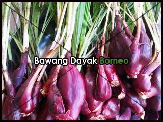 Sakit perut bagian kiri bisa jadi penanda bahwa ginjal anda sedang dalam kondisi tidak sehat. Bawang Sabrang lenyapkan kanker payudara - BAWANG DAYAK ...