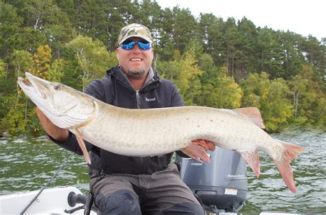 These houses will be guide placed and moved often to stay on fish. Outright Angling: Taking the Fall- Leech Lake Muskie and ...