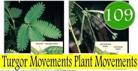 We did not find results for: Turgor movements in plants - Your Learning Point