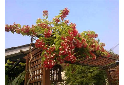 Cara perbanyak bunga melati belanda dengan stek batang atau akar. Floras Lovers ... All About Gardening: Quisqualis indica ...