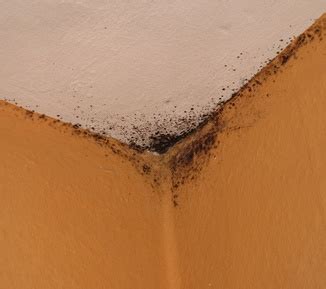 However, black mold is considered to be the most toxic mold. Black Mold In Homes .........Health Issues, Prevention ...