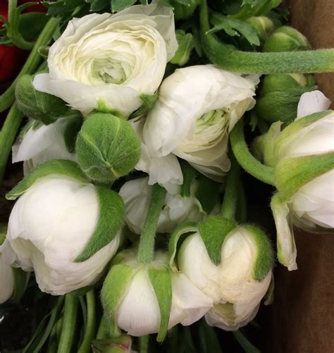 Winter flowers to grow in california. White California Ranunculus | Winter flowers, Florist ...