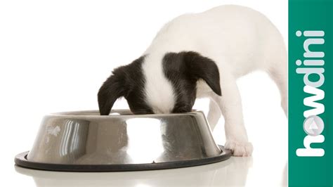 What, how much, how often? How To Feed a Puppy - How To Choose the Best Puppy Food ...