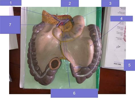 Maybe you would like to learn more about one of these? Hình ảnh giải phẫu (phần 3) - Phần dạ dày, gan, ruột, tụy ...
