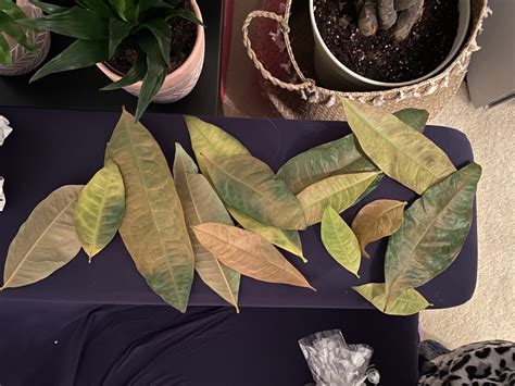 If you would like to test your green fingers, propagating and repotting a money check after four weeks. Help! My beautiful money tree is not well! — BBC Gardeners' World Magazine