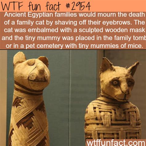 This was fun to read. ancient egyptians and cats | Fun facts, Wtf fun facts, Facts