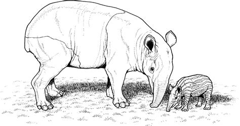 Free wildlife coloring books 40 in download coloring pages with. Black And White Tapir Colouring Pages - Picolour