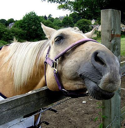 Find a petco pet store near you for all of your animal needs. Just Horsing Around - The Pet Wiki