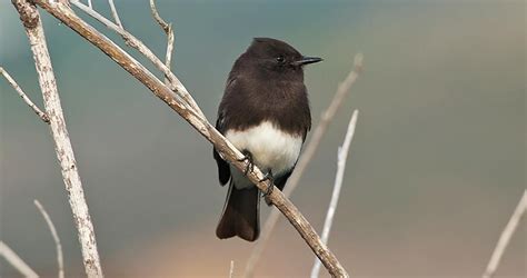 The base of their feathers is grey, but you're not likely to see that. The Black Phoebe is a dapper flycatcher of the western U.S ...