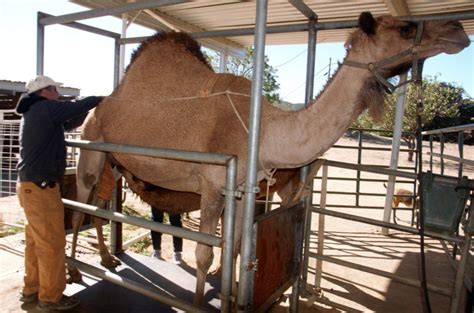 When you looking for desert farms camels milk, you must consider not only the quality but also price and customer reviews. camel - Livestock Futures