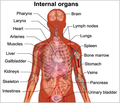 The abdomen also contains the kidneys and spleen. Organs - Page 3 - Graph Diagram