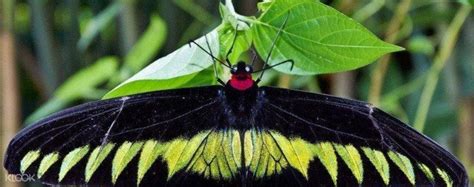 Butterfly farm is located right next to butterfly garden. Up to 10% Off | Cameron Highlands Private Car Charter for ...