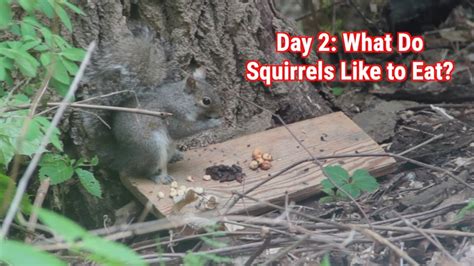 Maybe you would like to learn more about one of these? Day 2: What Do Squirrels Like to Eat? - YouTube