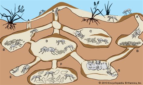 New hampshire, massachusetts, rhode island, connecticut, new york, new jersey, pennsylvania, delaware. Ant Colony Structure | Mice